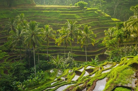 BALİ ile FENOMEN UZAK DOĞU TURU